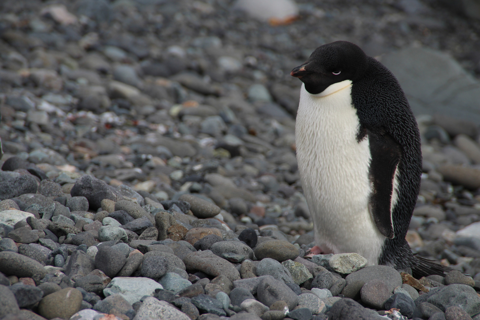 A penguin looking pretty grumpy